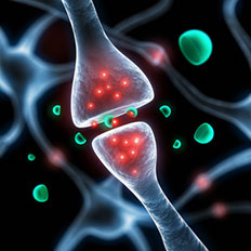The transmission of stimuli is shown with synapses and neurotransmitters.