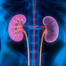Diagram of the kidneys in the body.